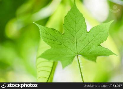 Nature green leaf on tree beautiful with sunlight soft focus and green blur background / Close up leaves in summer garden