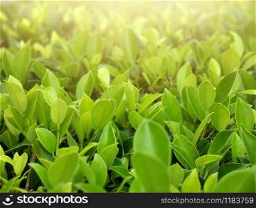 Nature green leaf with sunlight on blurred greenery background. Natural plants ecology concept.