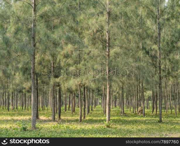 Nature green wood of pine trees