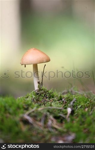 nature in autumn: mushrooms in a forest denmark