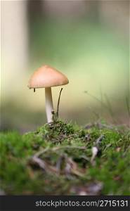 nature in autumn: mushrooms in a forest denmark