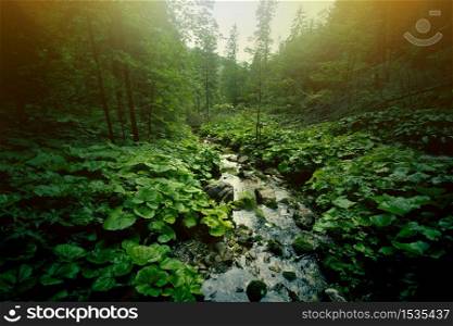 Nature in Mountains. River in dark green forest.