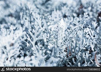 Nature in winter. Frozen plants during snow blizzard. Snowy morning.