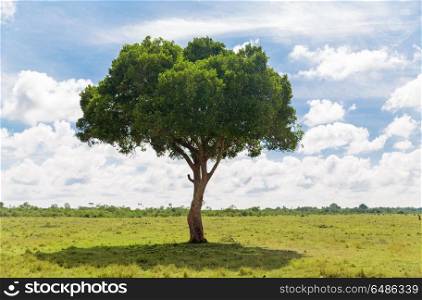 nature, landscape and african wildlife concept - acacia tree in maasai mara national reserve savannah in africa. acacia tree in african savanna. acacia tree in african savanna
