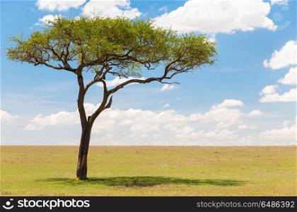 nature, landscape and african wildlife concept - acacia tree in maasai mara national reserve savannah in africa. acacia tree in african savanna. acacia tree in african savanna
