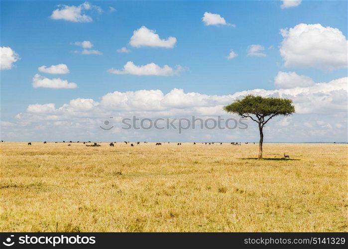 nature, landscape and wildlife concept - acacia tree and herd of grazing animals in maasai mara national reserve savannah at africa. tree and herd of animals in savannah at africa