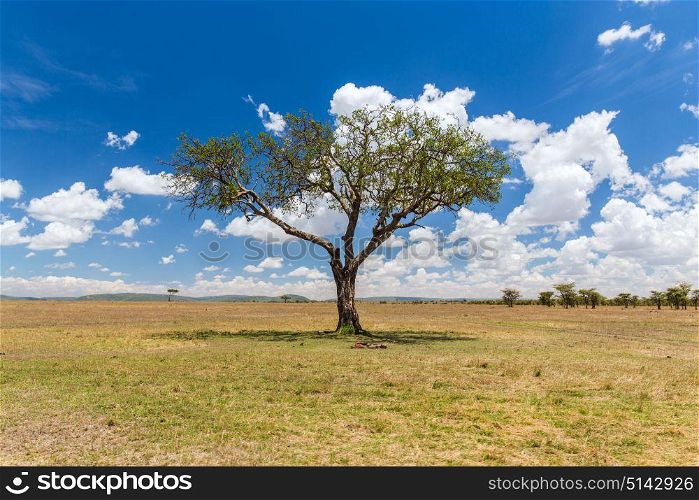 nature, landscape and wildlife concept - acacia tree in maasai mara national reserve savannah at africa. acacia tree in savannah at africa
