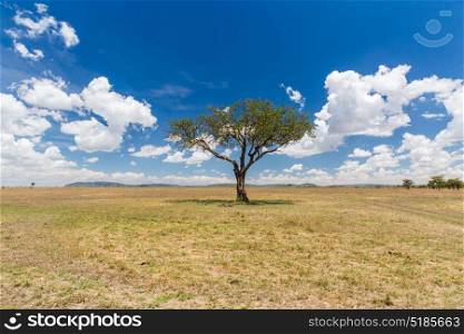 nature, landscape and wildlife concept - acacia tree in maasai mara national reserve savannah at africa. acacia tree in savannah at africa