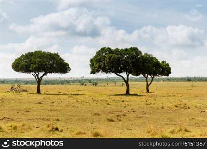 nature, landscape and wildlife concept - acacia trees in maasai mara national reserve savannah at africa. acacia trees in savannah at africa