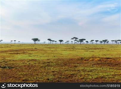 nature, landscape and wildlife concept - acacia trees in maasai mara national reserve savannah at africa. acacia trees in savannah at africa