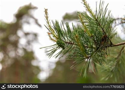 nature, landscape and wildlife concept - close up of pine branch in summer forest or park. close up of pine branch in summer forest or park