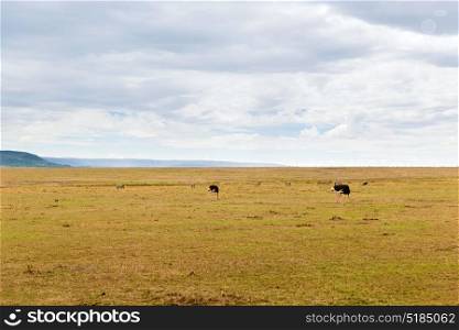 nature, landscape and wildlife concept - ostrich and other animals in maasai mara national reserve savannah at africa. ostrich and other animals in savannah at africa