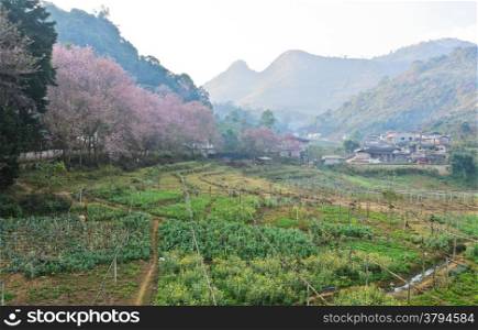 Nature landscape in morning with pink cherry blossom