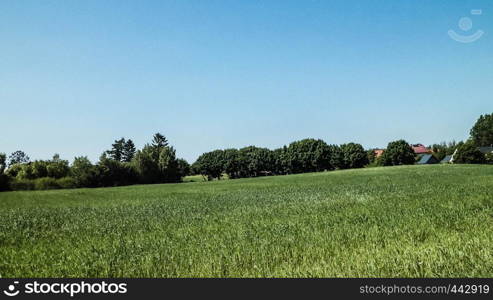 Nature landscape of green field in Kashubian village. Nature and agriculture concept.. Green field in Kashubian village.