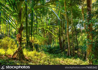 Nature landscape of tropical jungle forest with green lush foliage