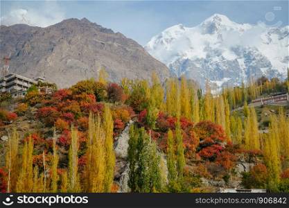 Nature landscape view of colorful foliage forest trees in autumn season and snow capped Ultar Sar mountain peak in Karakoram range in the background. Hunza valley Gilgit Baltistan, Pakistan.