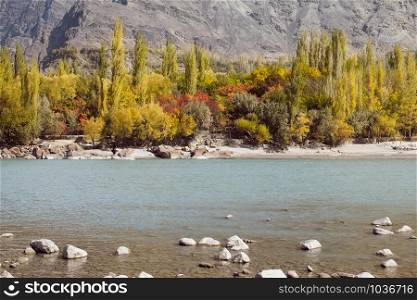 Nature landscape view of Ghanche in autumn season. Colorful trees with turquoise Shyok river and mountain in the background. Gilgit Baltistan, Pakistan.