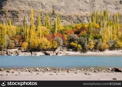 Nature landscape view of Ghanche in autumn season. Colorful trees with turquoise river and mountain in the background. Gilgit Baltistan, Pakistan.