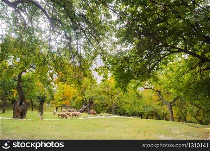 Nature landscape view of green field park garden organic orchard in Altit Hunza valley. Beautiful country Eco-living summer autumn scenery in Gilgit Baltistan, Pakistan