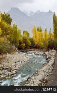 Nature landscape view of river flowing through yellow leaves poplar trees in the forest against snow capped Karakoram mountain range in Shigar. Gilgit Baltistan in autumn, Pakistan.