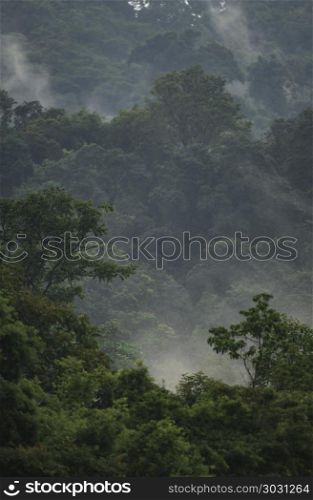 nature landscape view of tropical rain forest, Khao Yai National Park, Thailand
