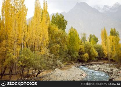 Nature landscape view of yellow leaves poplar trees in the forest with flowing stream against snow capped Karakoram mountain range in Shigar. Gilgit Baltistan in autumn, Pakistan.