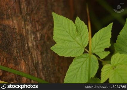 nature - leaves