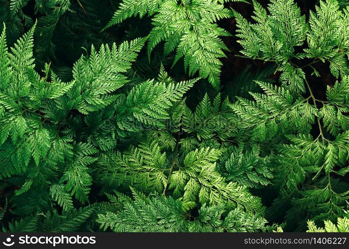 Nature leaves green of fern background in garden at spring. dark tropical foliage natural abstract background.