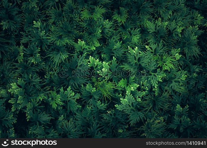 Nature leaves green of fern background in garden at spring. dark tropical foliage natural abstract background.