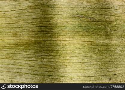 nature material. green leaf texture