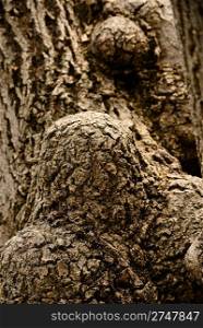 nature material. tree bark texture