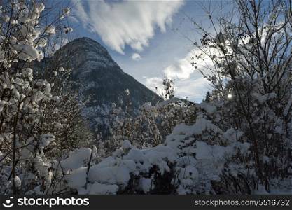nature mountaint winter landscape with tree and fresh snow