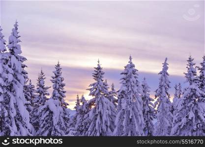 nature mountaint winter landscape with tree and fresh snow