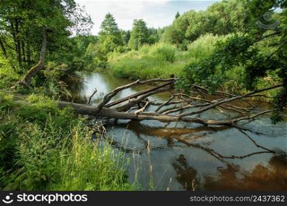 Nature of Belarus, summer landscape with a small forest river Isloch. Nature of Belarus, summer landscape with a small river