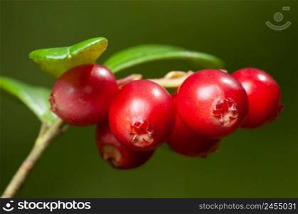 Nature of Europe - large ripe red lingonberries  cowberry  on a branch in the forest. Nature of Europe - cowberry