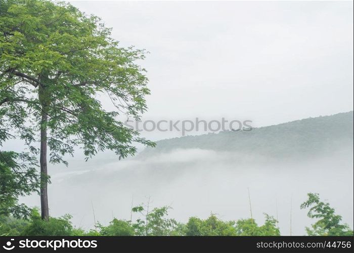 Nature of fog sea, Roi Et Thailand Asia