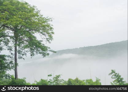 Nature of fog sea, Roi Et Thailand Asia