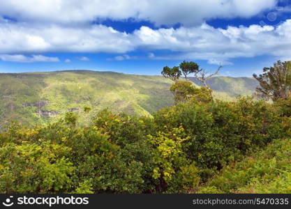 Nature of Mauritius. Wood and mountains