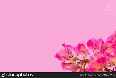 Nature of pink flower in garden using as background natural flora cover page