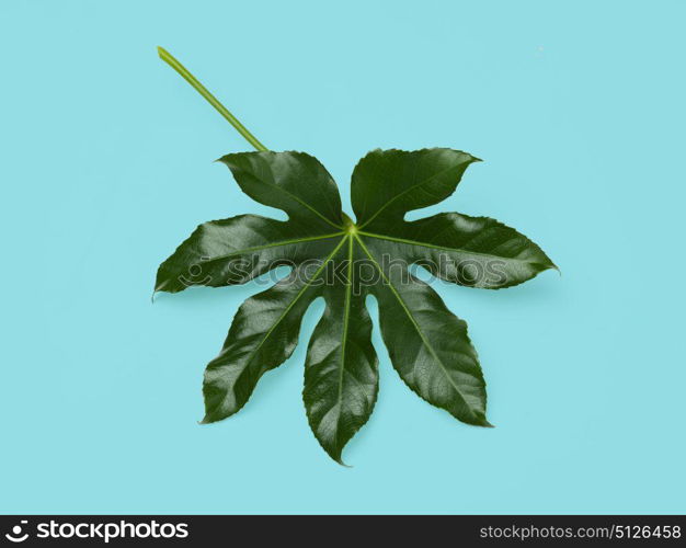 nature, organic and botany concept - green leaf on blue background. green leaf on blue background