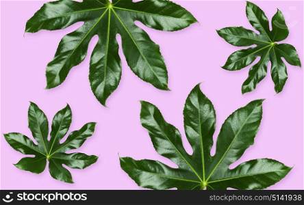 nature, organic and botany concept - green leaves on violet background. green leaves on violet background