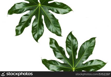nature, organic and botany concept - green leaves on white background. green leaves on white background