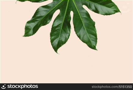 nature, organic and botany concept - green leaves over beige background. green leaves over beige background