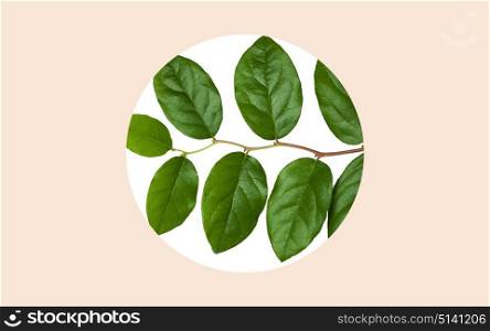 nature, organic and botany concept - green leaves over round frame on beige background. green leaves on white over beige background