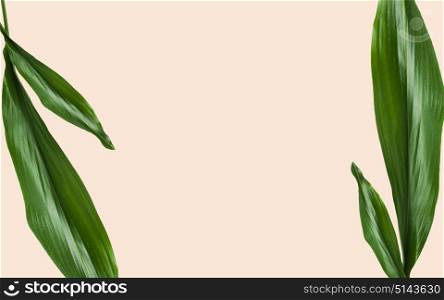 nature, organic and botany concept - green leaves with blank space over beige background. green leaves with blank space on beige background