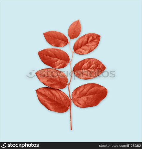 nature, organic and botany concept - red leaves on blue background. red leaves on blue background