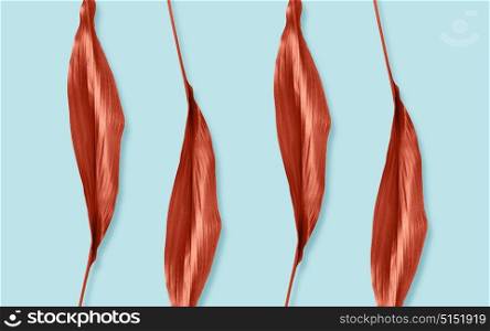 nature, organic and botany concept - red leaves on blue background. red leaves on blue background