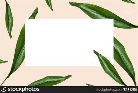 nature, organic and template concept - green leaves over white blank rectangular space on beige background. green leaves over white blank space on beige