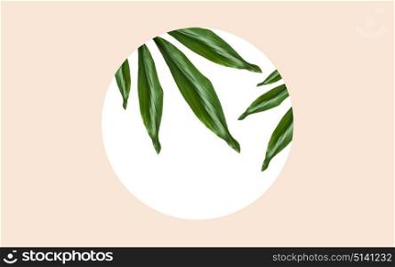 nature, organic and template concept - green leaves over white blank round frame on beige background. green leaves over round frame on beige