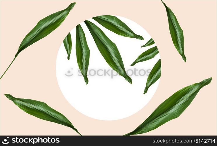 nature, organic and template concept - green leaves over white blank round frame on beige background. green leaves over round frame on beige